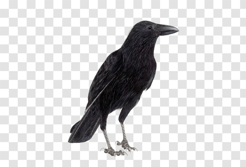 Rook Common Raven Carrion Crow Bird - Black And White Transparent PNG