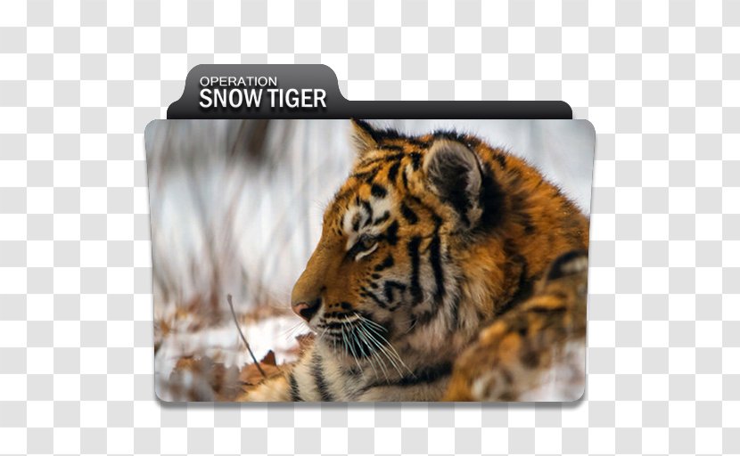 Tiger Whiskers DeviantArt Cat - Terrestrial Animal - Climbing Transparent PNG