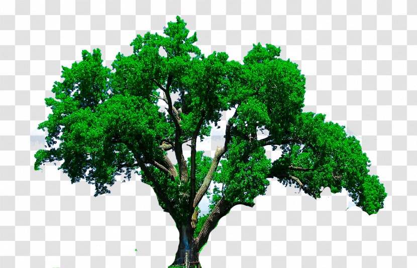 Clip Art - Branch - Cb Transparent PNG