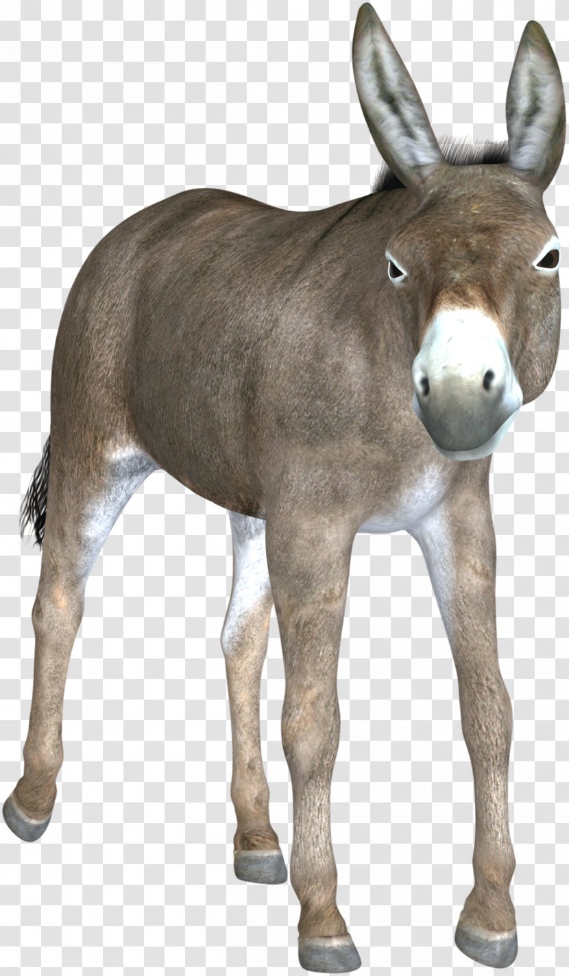 Mule Hinny Foal Mare Horse - Mammal - Donkey Transparent PNG