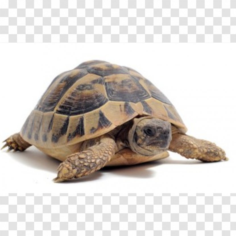 Turtle Reptile Stock Photography - Sea Transparent PNG