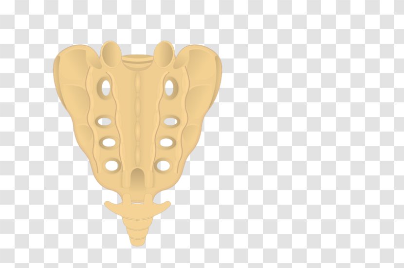 Sacrum Coccyx Vertebral Column Anatomy Pelvis Transparent PNG