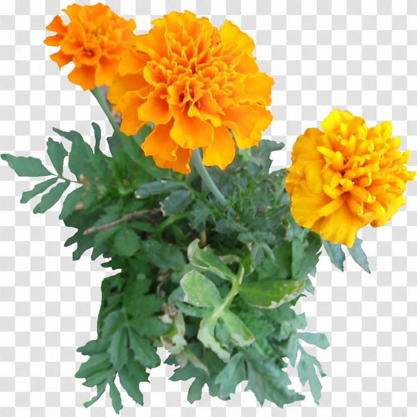 Mexican Marigold Plant Flower Clip Art - Sulfur Cosmos - Tree Transparent PNG