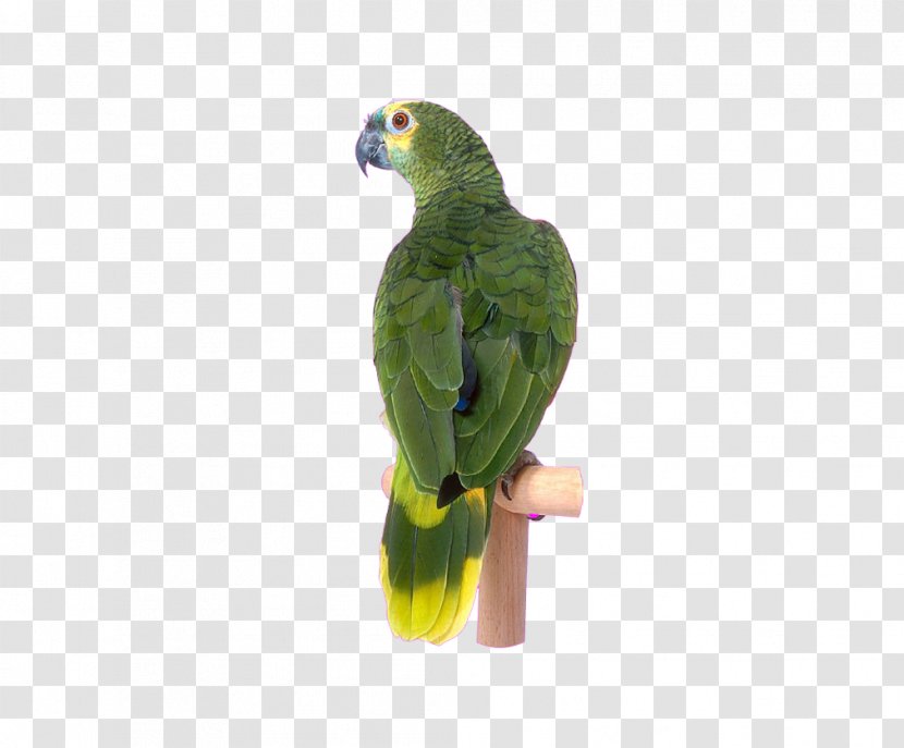 Bird Parrot Clip Art - Green Transparent PNG