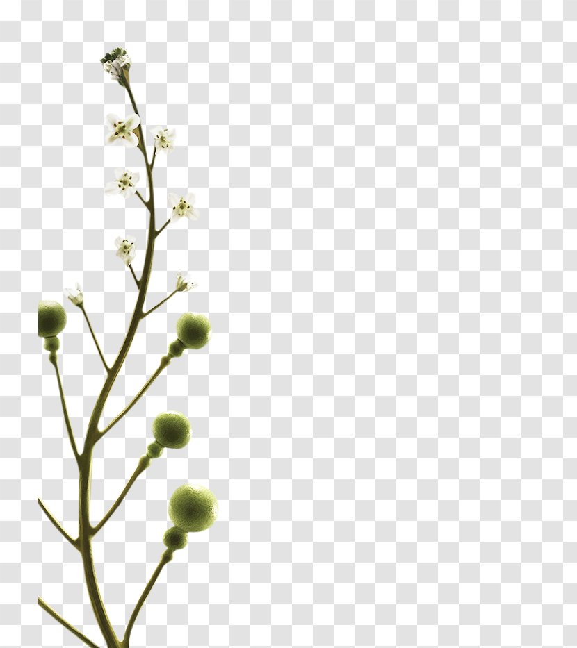 Twig Plant Stem Leaf Petal Line - Flora Transparent PNG