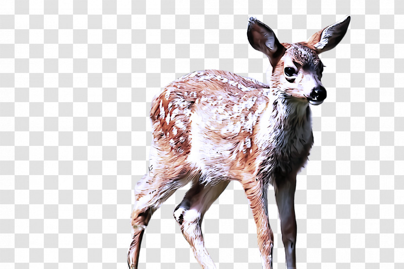 Wildlife Deer Musk Deer Roe Deer Fawn Transparent PNG