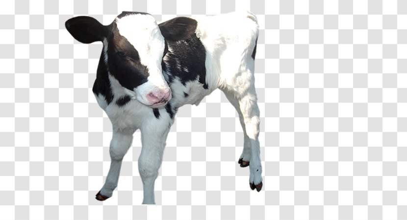 Dairy Cattle Golden Calf Clip Art - Sheep Transparent PNG