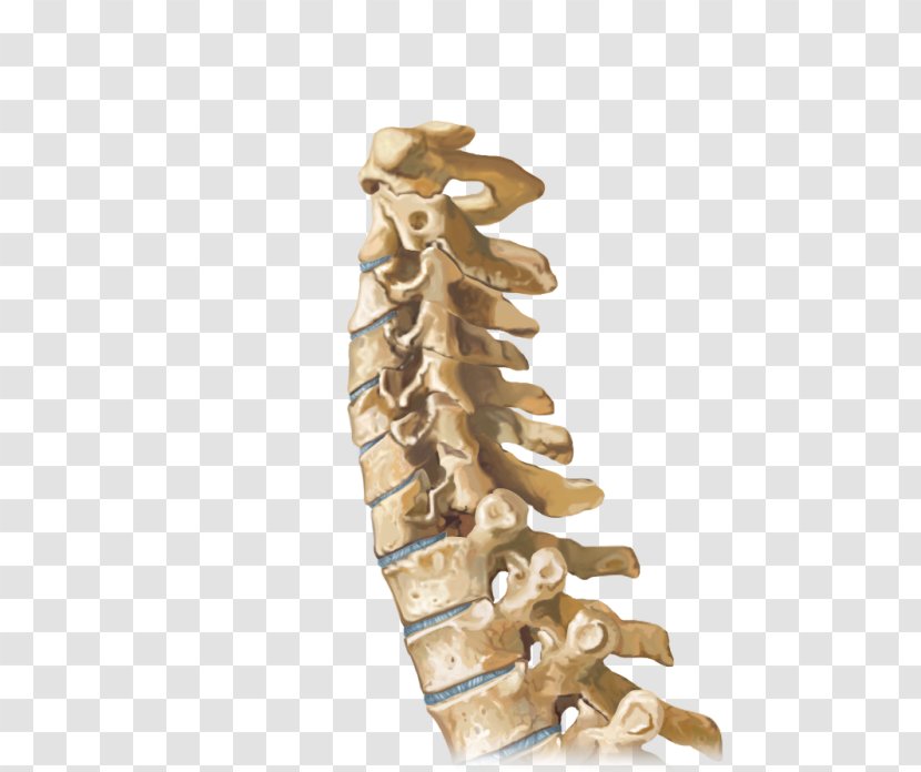 Vertebral Column Sagittal Plane Joint Manipulation Spinal Cord - Jaw - Cervical Vertebrae Transparent PNG