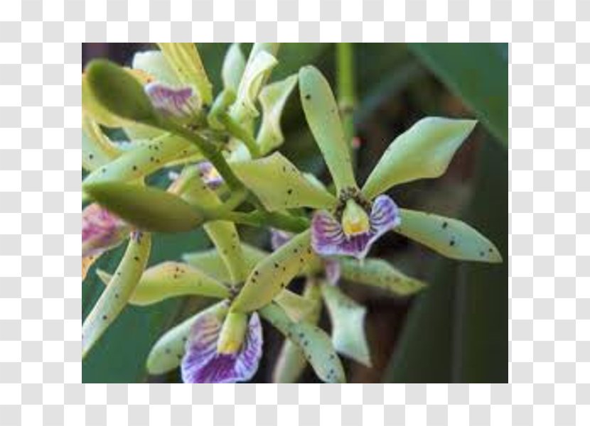 Appendage Orchid Epidendrum Cattleya Orchids Prosthechea Prismatocarpa Encyclia Transparent PNG