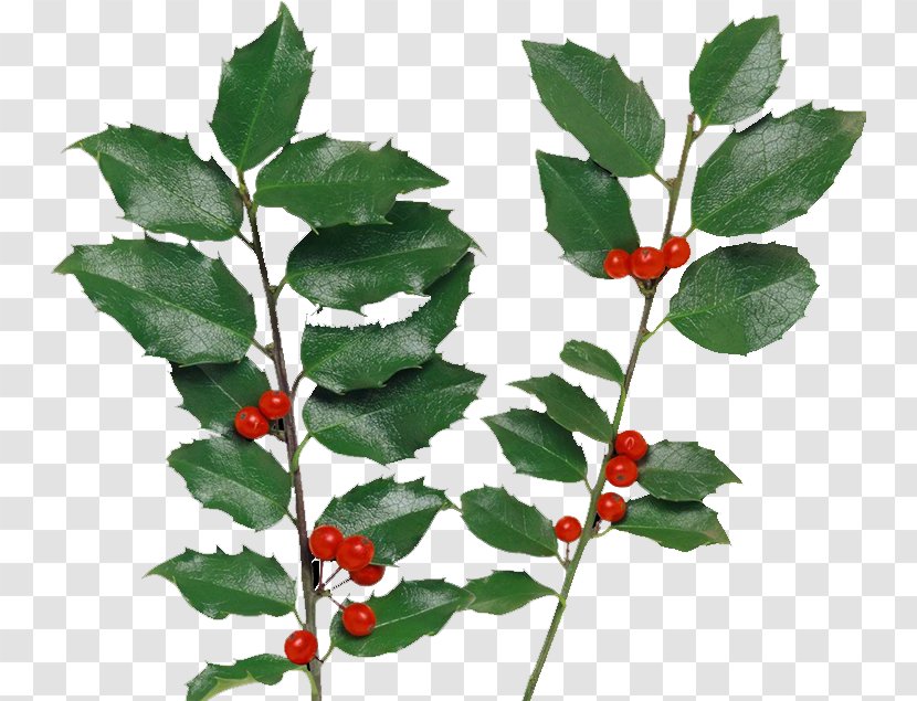 Holly Berry Clip Art - Cherry Transparent PNG