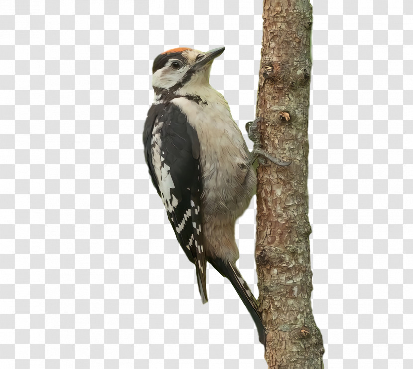 Woodpeckers Beak Transparent PNG