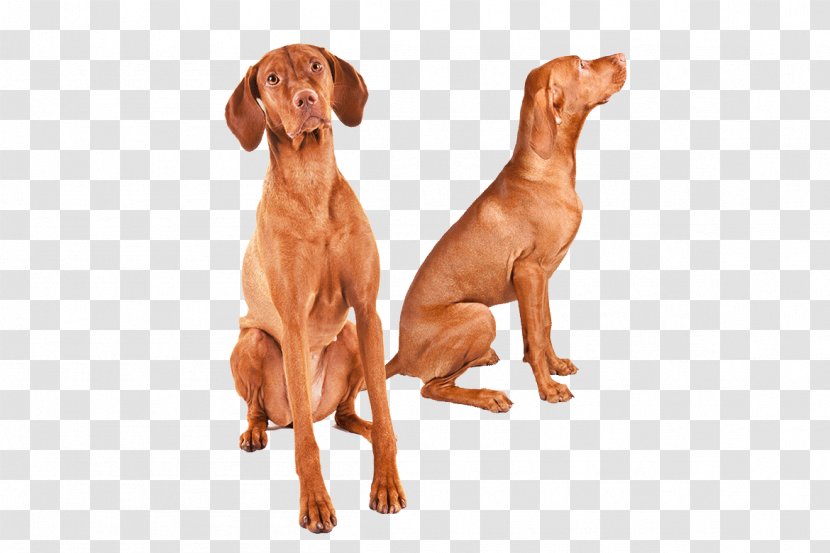 Wirehaired Vizsla Dog Breed Redbone Coonhound Great Dane - English Mastiff Transparent PNG