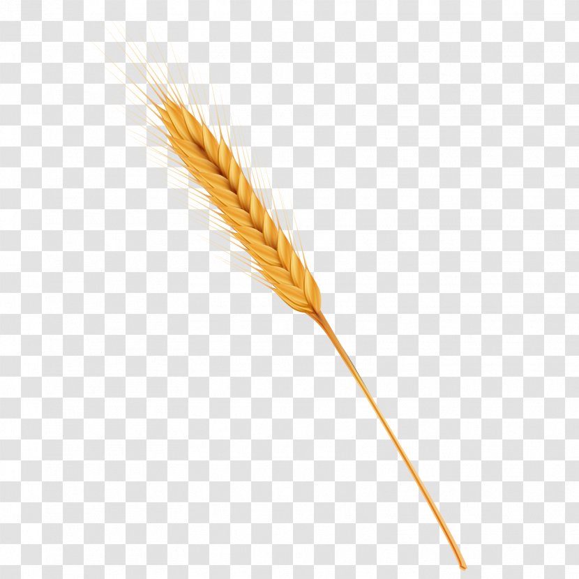 Wheat Caryopsis Cereal - Food Grain - Golden Vector Material Transparent PNG