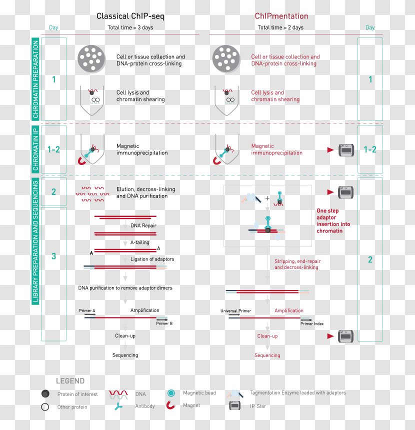 ChIP-sequencing Chromatin Immunoprecipitation DNA Genome - Area - Diagenode Sa Transparent PNG