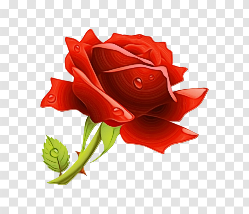 Garden Roses Transparent PNG