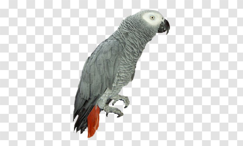 Grey Parrot Bird Adobe Photoshop - Fauna Transparent PNG