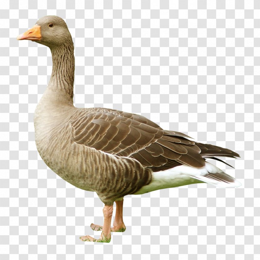 Greylag Goose Duck Cygnini Bird - Vertebrate Transparent PNG