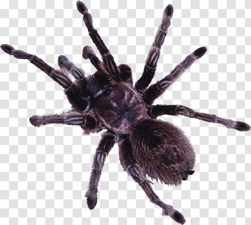 Spider Web Eight Legs Clip Art - Organism - Black Widow Transparent PNG