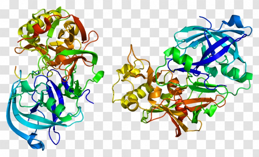 Beta-secretase 1 Amyloid Precursor Protein Secretase Beta - Heart - Silhouette Transparent PNG