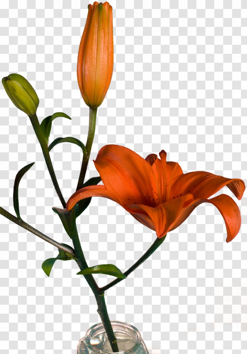 Floral Design Vase Cut Flowers - Plant Stem - Bercak Filigree Transparent PNG