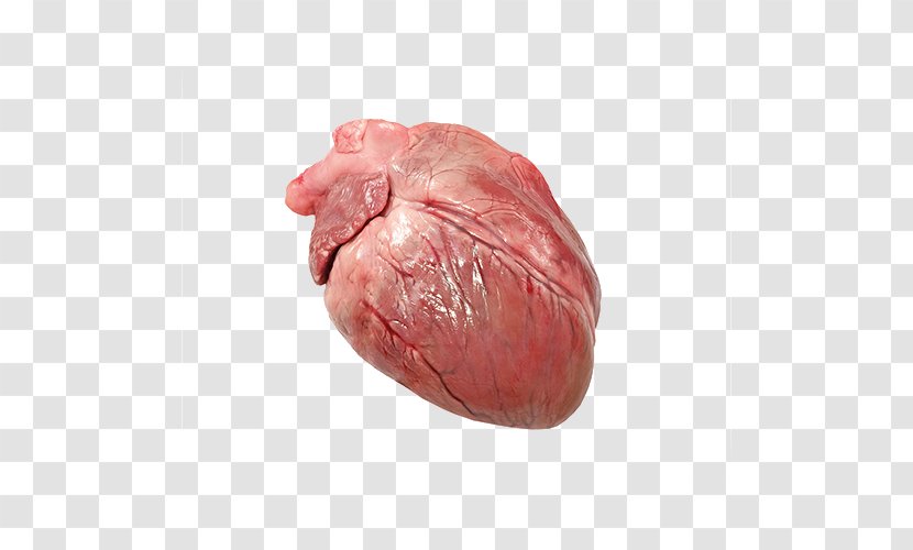 Domestic Pig Heart Circulatory System Stock Photography - Frame Transparent PNG