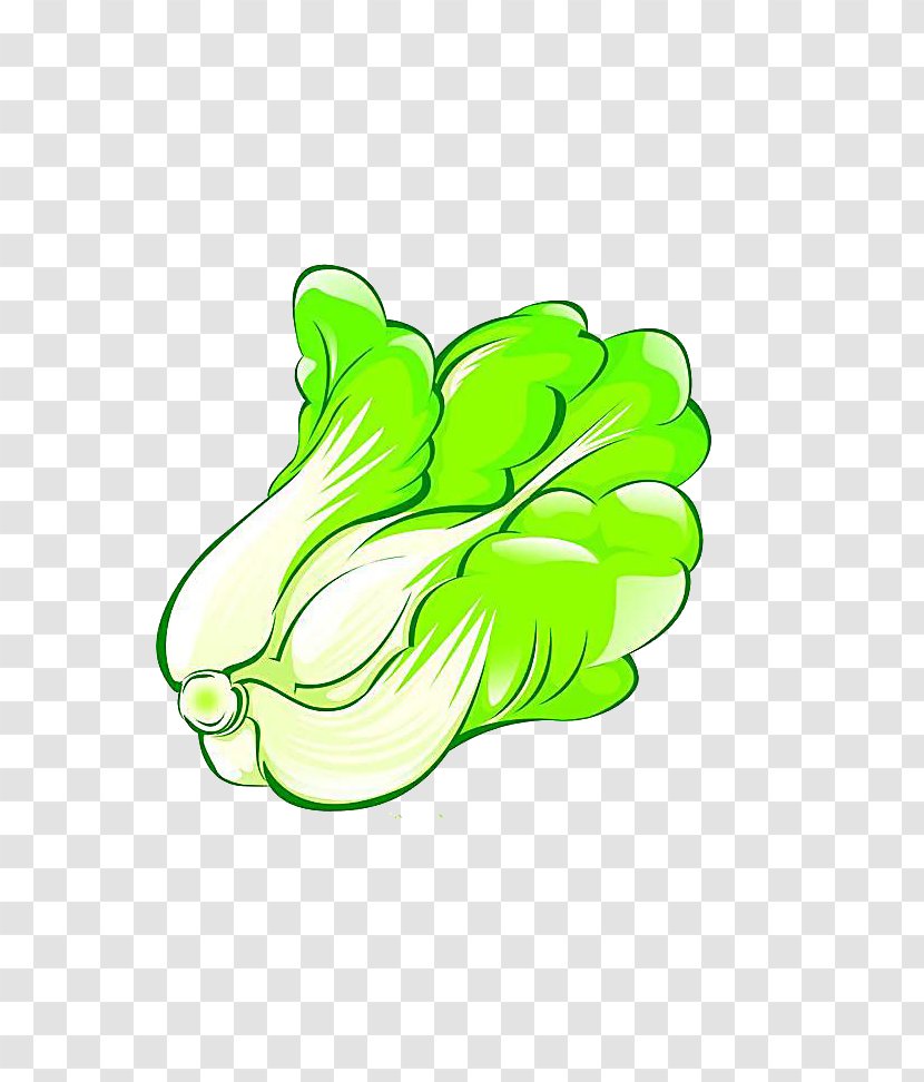 Napa Cabbage Cartoon Vegetable - Red Transparent PNG