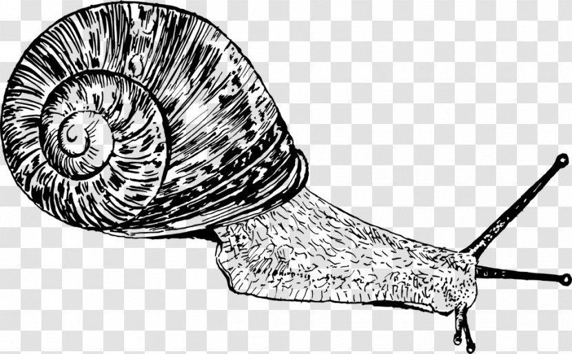 Snail Gastropods Drawing Seashell Slug - Color Transparent PNG