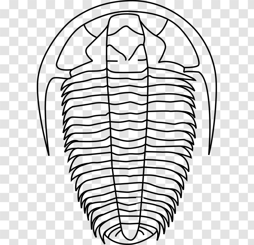 Trilobite Paleontology Calymene Clip Art - Heart - Contour Line Transparent PNG