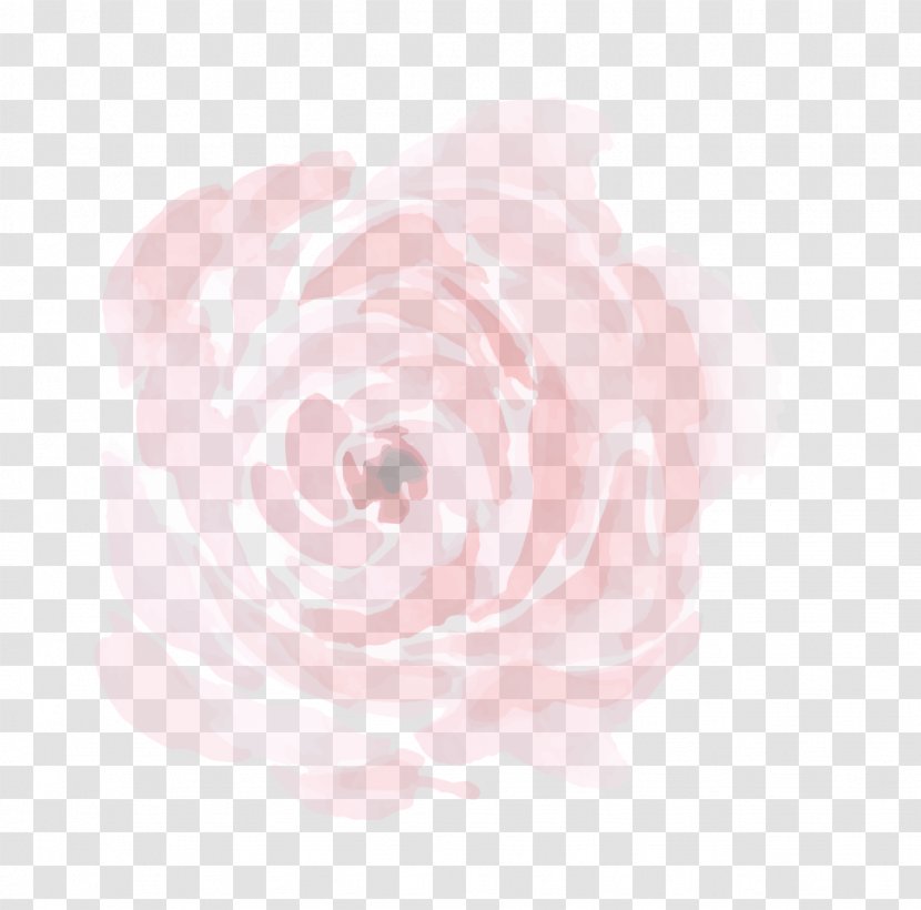 Centifolia Roses Garden Pink Peony Petal - Romantic Flower Transparent PNG