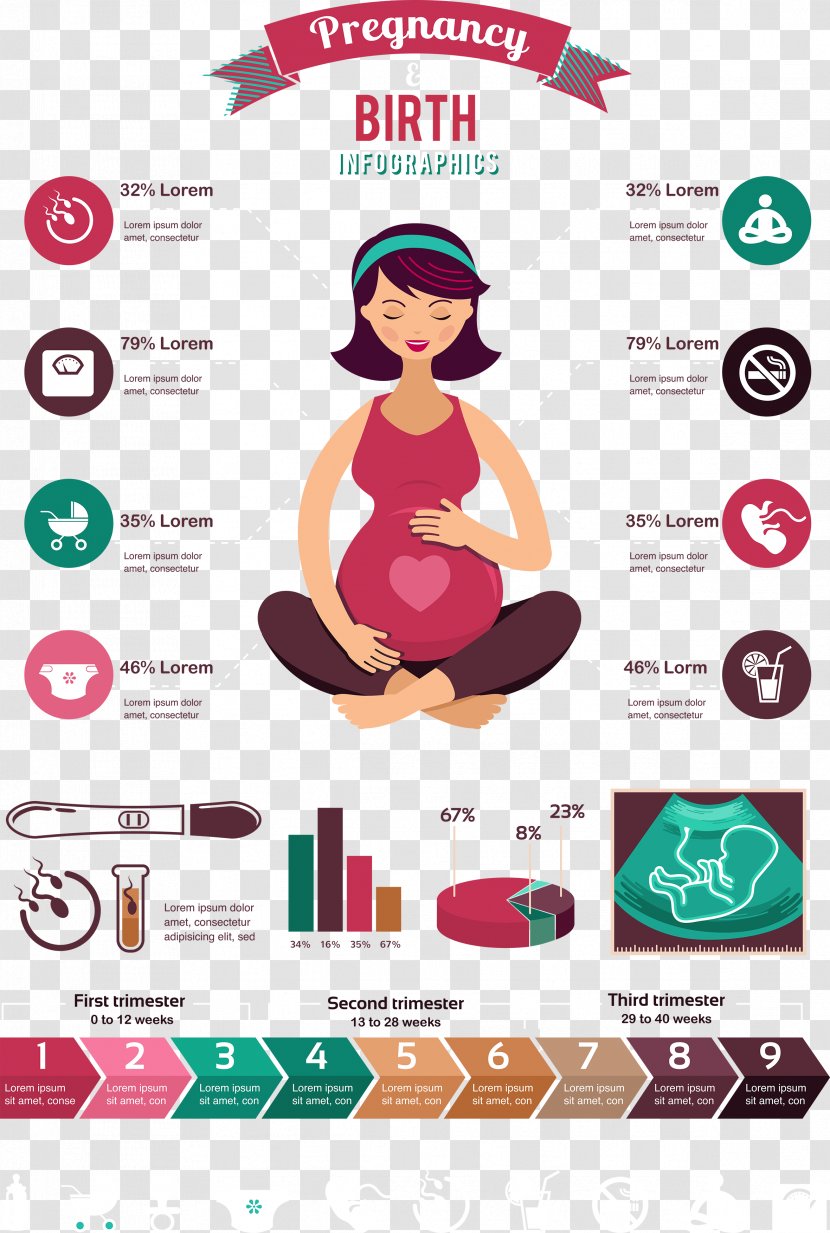 Pregnancy Infographic Computer File - Vector Pregnant Women Living Standard Transparent PNG