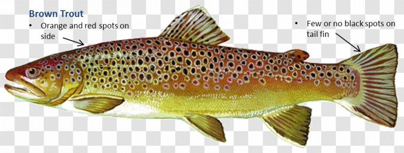 Salmon Cutthroat Trout Brown Cod - Lake Transparent PNG