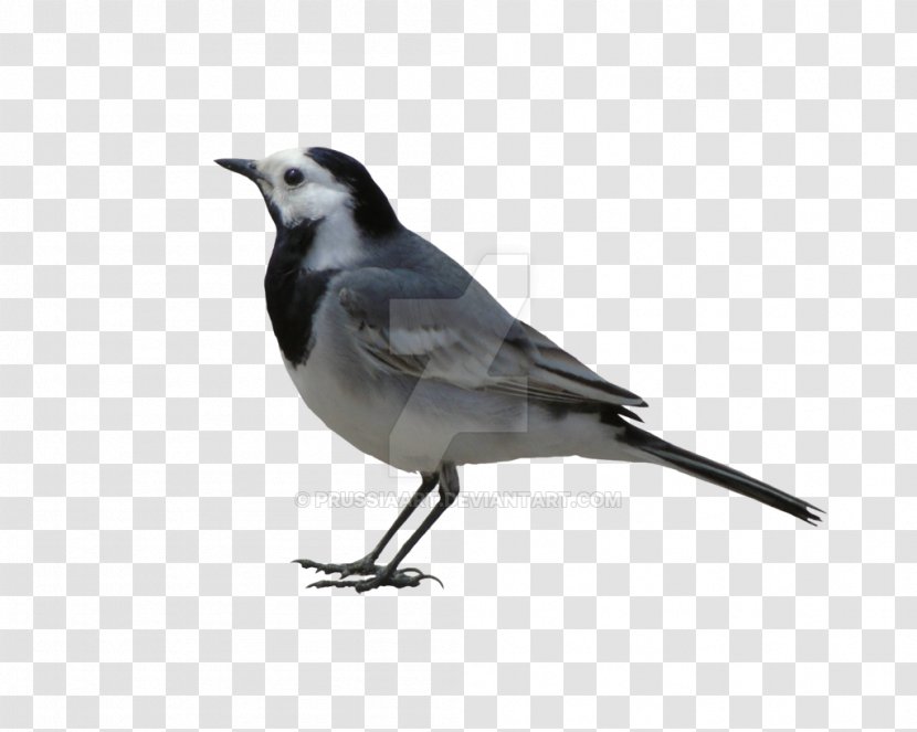 White Wagtail Bird Grey Cattle American Sparrows Transparent PNG