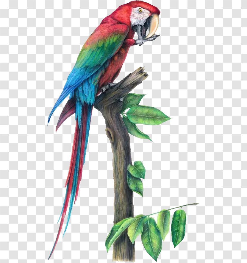 Bird Parrot Macaw Drawing Illustration - Common Pet Parakeet - Hand-painted Transparent PNG