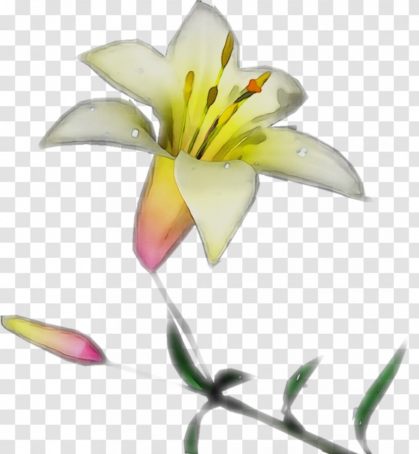 Yellow Cut Flowers Plant Stem Plants - Pedicel Transparent PNG