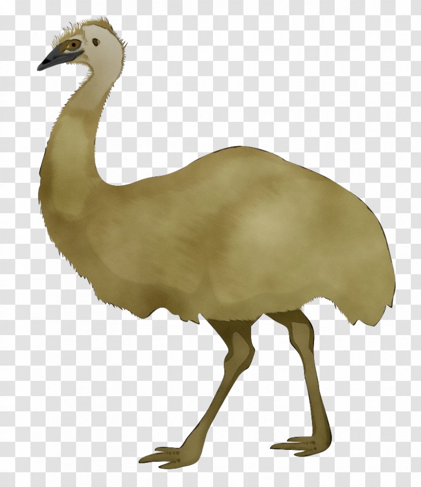 Flightless Bird Ratite Greater Rhea Beak - Emu - Wildlife Ostrich Transparent PNG