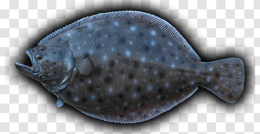 Summer Flounder Sole Flatfish - Electric Ray - Fish Transparent PNG
