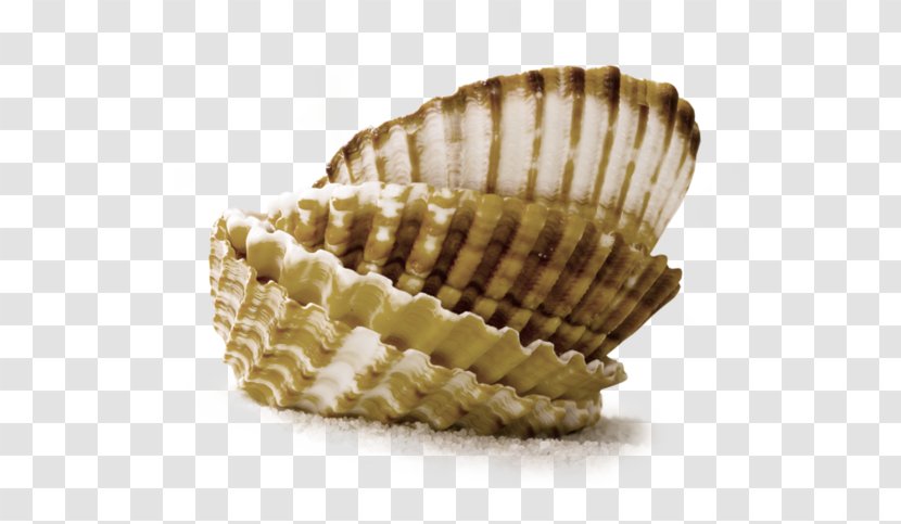 Conchology Cockle Seashell Clam - Sea Transparent PNG