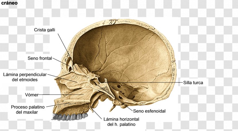Skull Human Anatomy Sella Turcica Sagittal Plane - Frame Transparent PNG