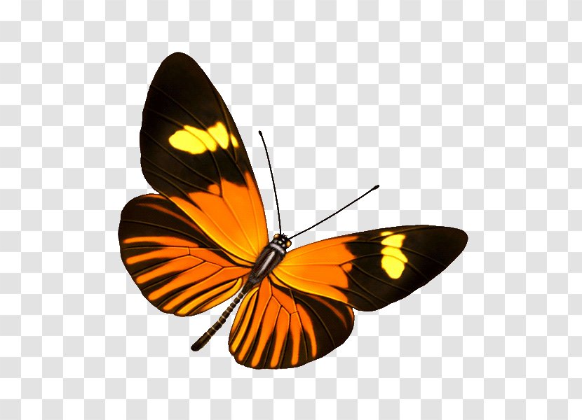 Butterfly Transparency And Translucency Information Clip Art - Invertebrate Transparent PNG