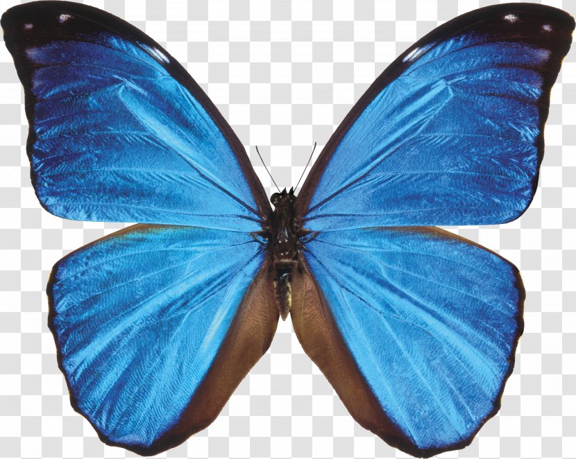 Monarch Butterfly Morpho Menelaus Didius Blue Transparent PNG