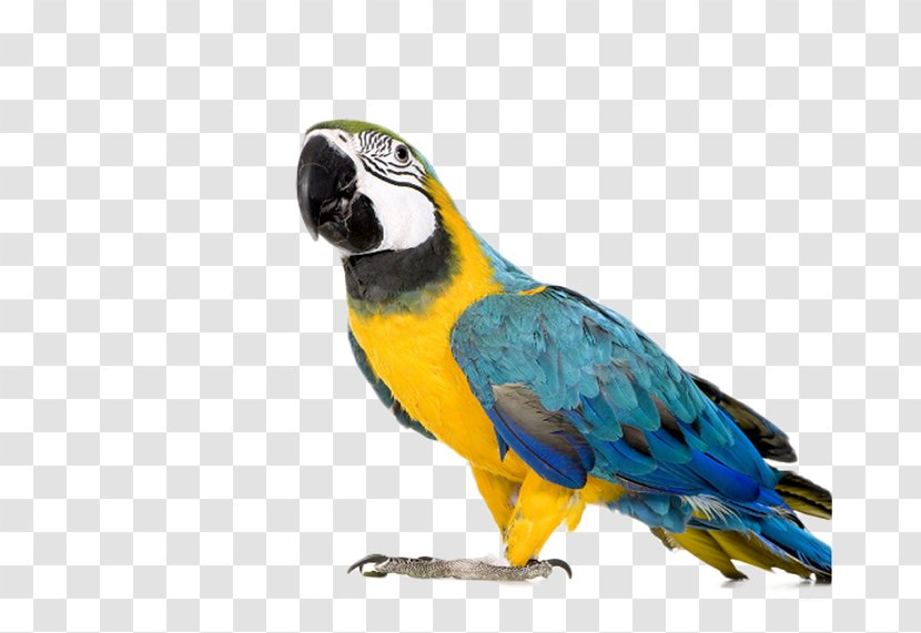 Blue-and-yellow Macaw Parrot Bird Red-and-green - Colored Material Picture Transparent PNG
