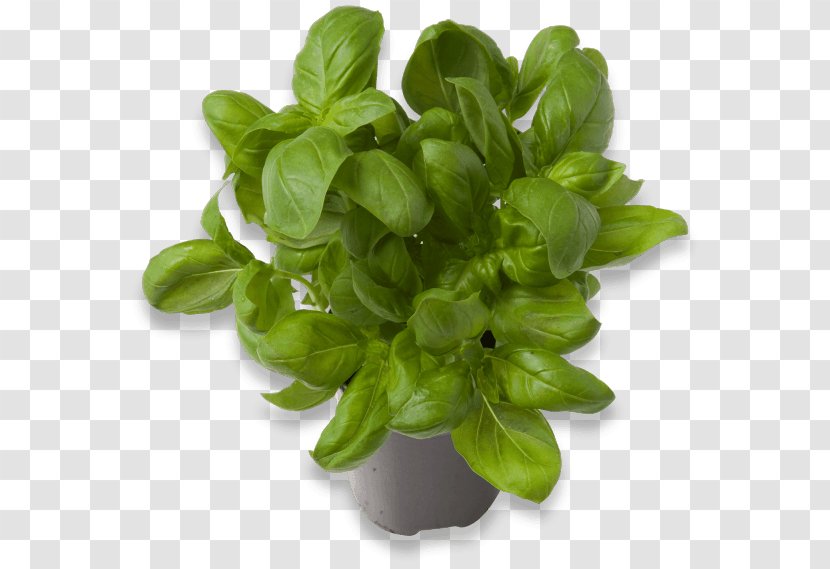 Basil Greens - Food - Mockup Transparent PNG