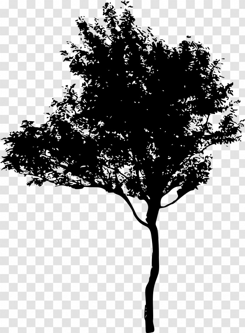 Branch Tree Silhouette Photography Image - Plants - Oak Transparent PNG