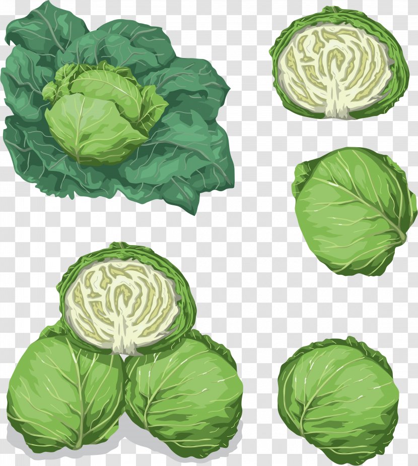 Savoy Cabbage Leaf Vegetable Food Transparent PNG