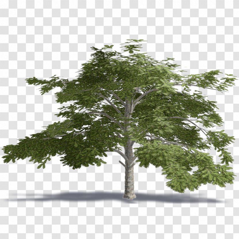Lebanon Cedrus Libani Tree Plant .dwg - Birch Transparent PNG