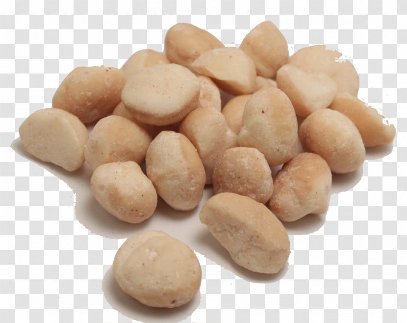 Peanut Macadamia Ingredient Bean - Nuts Seeds Transparent PNG