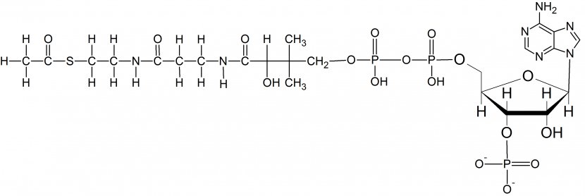 Thioester Functional Group Acetyl-CoA Acetyl Molecule - Flower - Classified Label Transparent PNG