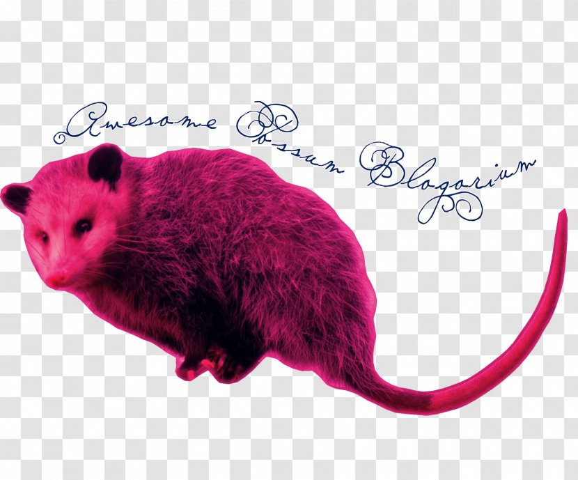 Gerbil Rat Hamster Computer Mouse Snout - Mammal Transparent PNG