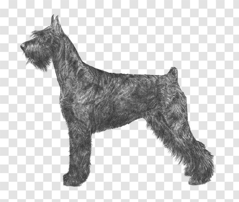 Giant Schnauzer Miniature Standard Great Dane Greater Swiss Mountain Dog - Animal - Puppy Transparent PNG