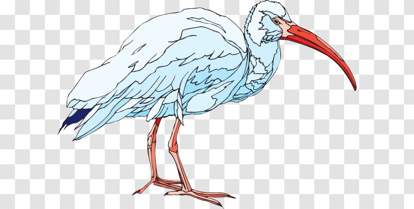 American White Ibis Clip Art - Bird - Cliparts Transparent PNG